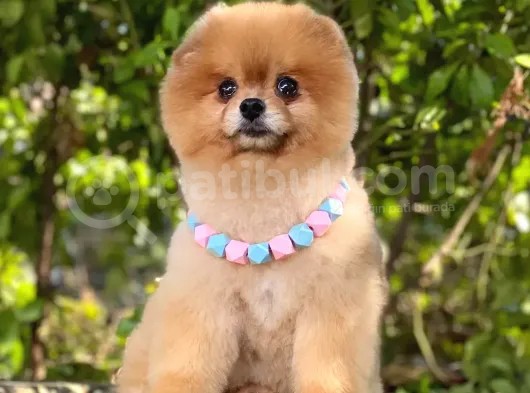 2 Yaşında, Full Aşılı Ve Eğitimli Pomeranian Boo Yavrumuz görsel