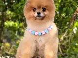 2 Yaşında, Full aşılı Ve Eğitimli Pomeranian Boo Yavrumuz