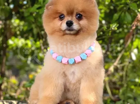2 Yaşında, Full Aşılı Ve Eğitimli Pomeranian Boo Yavrumuz