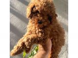 Dişi Ve Erkek Toypoodle Yavrularımız