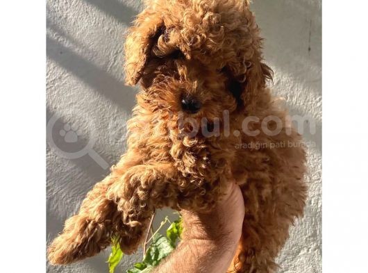 Dişi Ve Erkek Toypoodle Yavrularımız görsel