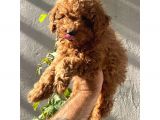 Dişi Ve Erkek ToyPoodle Yavrularımız