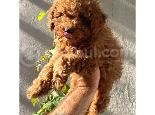 Dişi Ve Erkek Toypoodle Yavrularımız