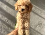 Dişi Ve Erkek Toypoodle Yavrularımız