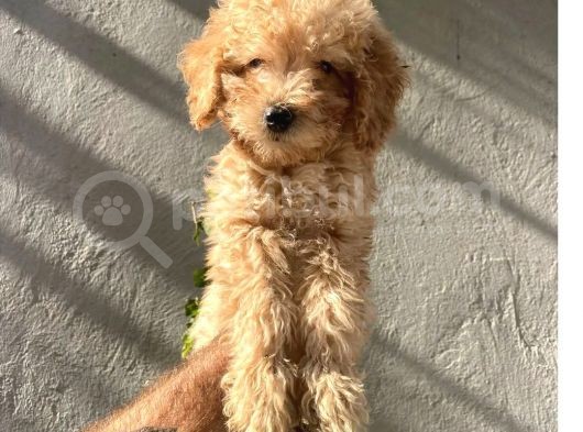 Dişi Ve Erkek Toypoodle Yavrularımız görsel
