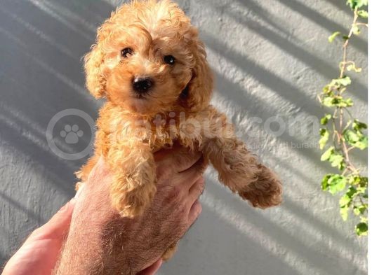 Dişi Ve Erkek Toypoodle Yavrularımız görsel