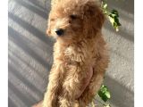 Dişi Ve Erkek Toypoodle Yavrularımız