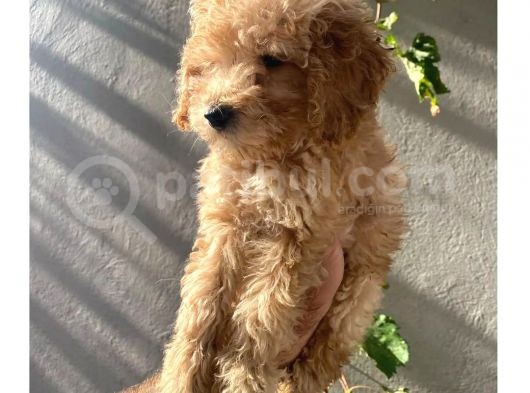 Dişi Ve Erkek Toypoodle Yavrularımız görsel