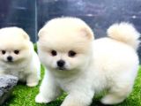 Babyface Arayanlara Özel Pomeranian Boo Yavrularımız