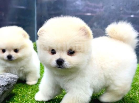 Babyface Arayanlara Özel Pomeranian Boo Yavrularımız