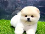 Babyface Arayanlara Özel Pomeranian Boo Yavrularımız