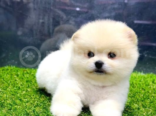 Babyface Arayanlara Özel Pomeranian Boo Yavrularımız görsel