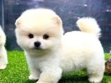 Babyface Arayanlara Özel Pomeranian Boo Yavrularımız