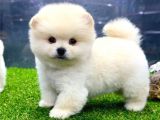 Babyface Arayanlara Özel Pomeranian Boo Yavrularımız