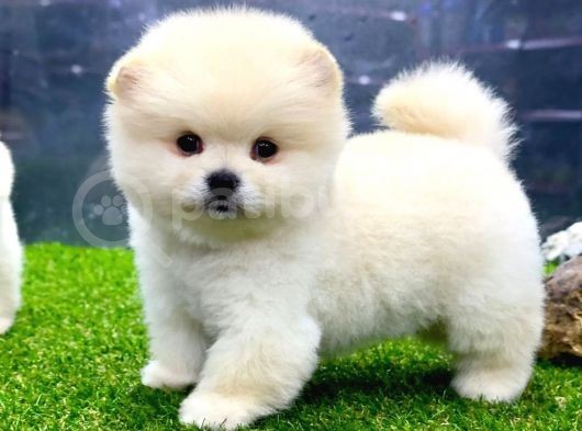Babyface Arayanlara Özel Pomeranian Boo Yavrularımız görsel