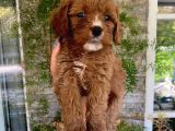 Birbirinden Güzel Maskeli Maltipoo Yavrularımız