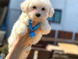 Dişi Ve Erkek Safkan Maltese Yavrularım Sizlerle
