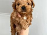 Sıfır Numara,kilo Garantili Dişi Maltipoo Yavrumuz