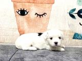 Maltesse Terri̇er