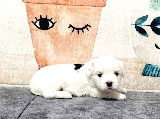 Maltesse Terri̇er görsel