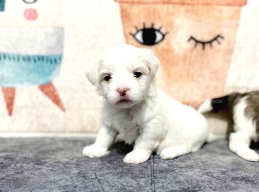 Maltesse Terri̇er