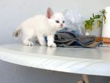 Biritish Ve Scotish Kedilerimi Sahiplendirmek Istiyorum