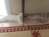 Harika Safkan British Shorthair Yavrular