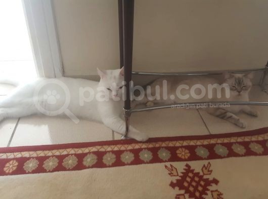 Harika Safkan British Shorthair Yavrular görsel