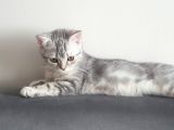 Harika Safkan British Shorthair Yavrular