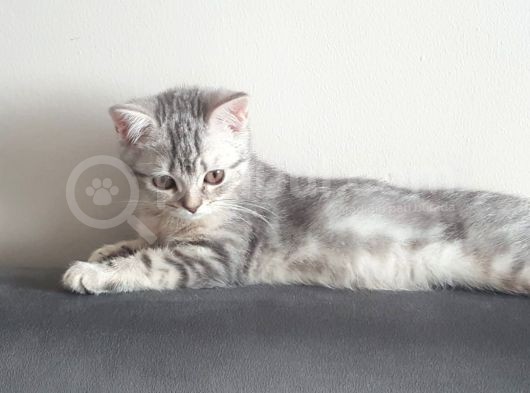 Harika Safkan British Shorthair Yavrular görsel