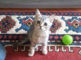 Harika Safkan British Shorthair Yavrular