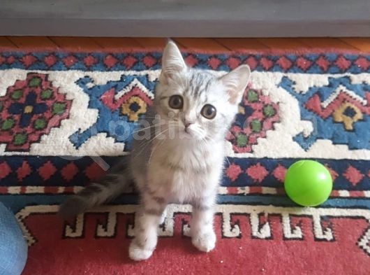 Harika Safkan British Shorthair Yavrular görsel