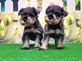 Resmi̇ Üreti̇ci̇den Mi̇nyatür Schnauzer Yavrular