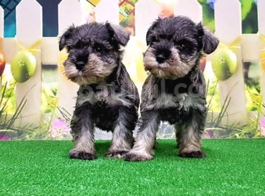 Resmi̇ Üreti̇ci̇den Mi̇nyatür Schnauzer Yavrular görsel