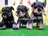 Resmi̇ Üreti̇ci̇den Mi̇nyatür Schnauzer Yavrular