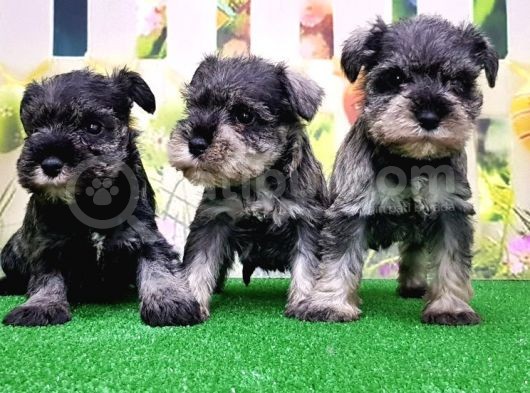 Resmi̇ Üreti̇ci̇den Mi̇nyatür Schnauzer Yavrular görsel