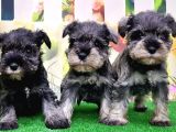 Resmi̇ Üreti̇ci̇den Mi̇nyatür Schnauzer Yavrular