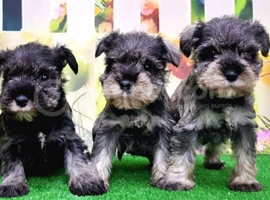 Resmi̇ Üreti̇ci̇den Mi̇nyatür Schnauzer Yavrular görsel