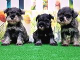 Resmi̇ Üreti̇ci̇den Mi̇nyatür Schnauzer Yavrular