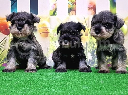 Resmi̇ Üreti̇ci̇den Mi̇nyatür Schnauzer Yavrular görsel