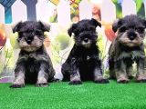 Resmi̇ Üreti̇ci̇den Mi̇nyatür Schnauzer Yavrular