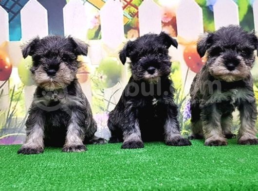 Resmi̇ Üreti̇ci̇den Mi̇nyatür Schnauzer Yavrular