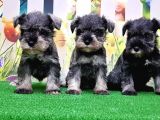 Resmi̇ Üreti̇ci̇den Mi̇nyatür Schnauzer Yavrular
