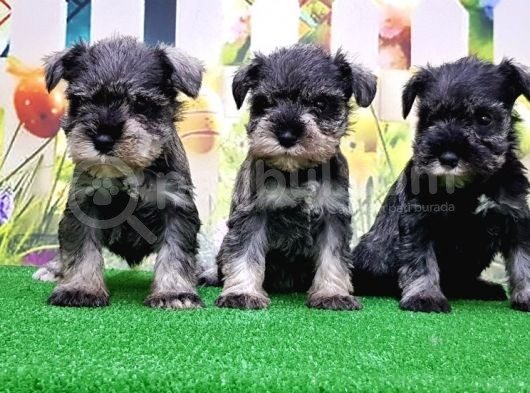 Resmi̇ Üreti̇ci̇den Mi̇nyatür Schnauzer Yavrular görsel