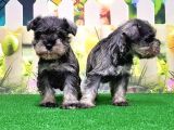 Resmi̇ Üreti̇ci̇den Mi̇nyatür Schnauzer Yavrular