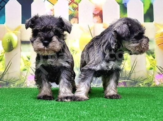 Resmi̇ Üreti̇ci̇den Mi̇nyatür Schnauzer Yavrular görsel