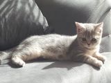 Harika Safkan British Shorthair Yavrular