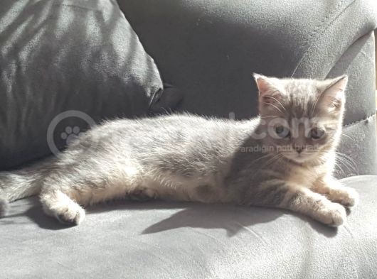 Harika Safkan British Shorthair Yavrular