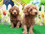 Resmi̇ Üreti̇ci̇den Toy Poodle Yavrular