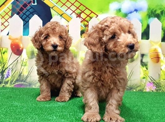 Resmi̇ Üreti̇ci̇den Toy Poodle Yavrular görsel